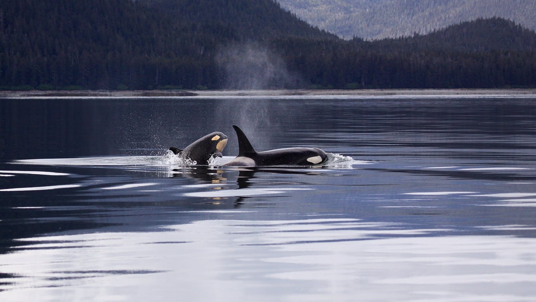 Canada bans captivity and breeding of whales & dolphins
